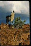 Image of gray wolf