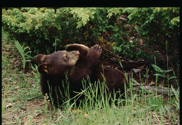 Image of American Black Bear