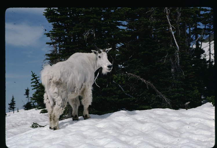 Image of Mountain Goat