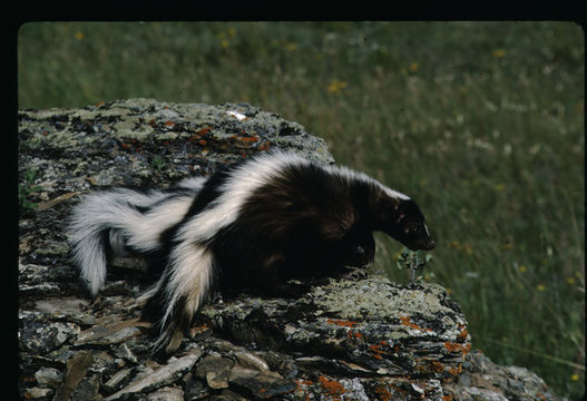 Image of Striped Skunk