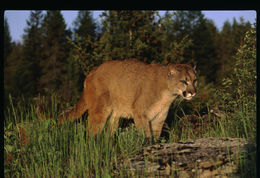 Image of Cougar