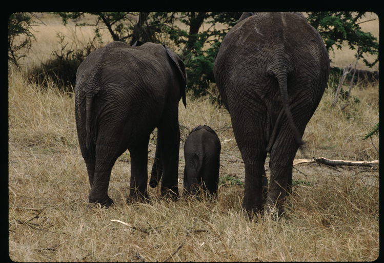 Image of African bush elephant