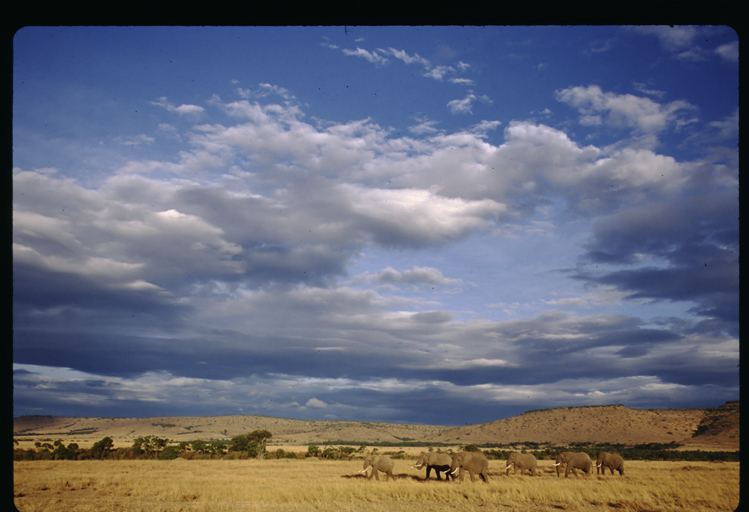 Image of African bush elephant