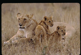 Image of African Lion