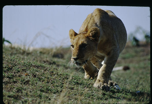 Image of African Lion