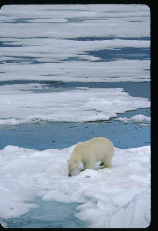 Image of polar bear