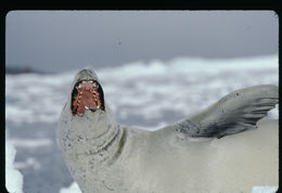 Image of Crabeater Seal