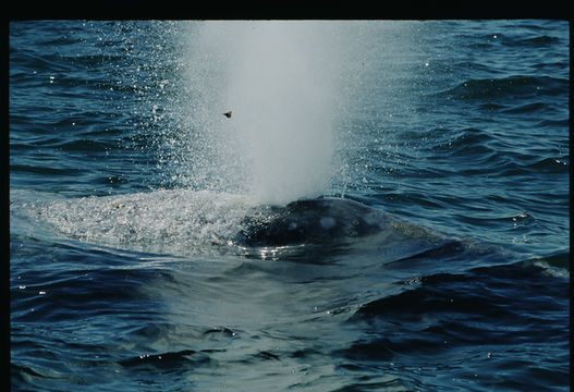 Image of Gray Whale