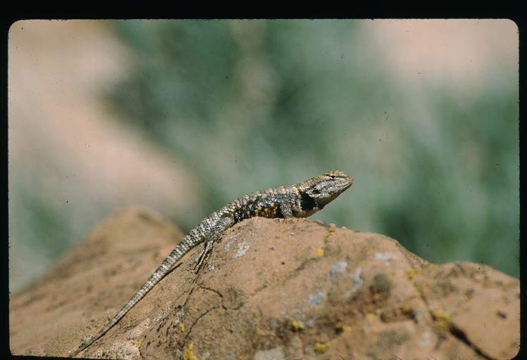 Image of <i>Sceloporus magister uniformis</i>