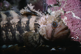 Image of Decorated Warbonnet