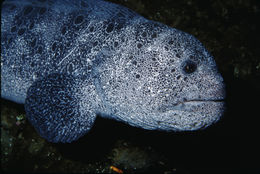 Image of Wolf eel