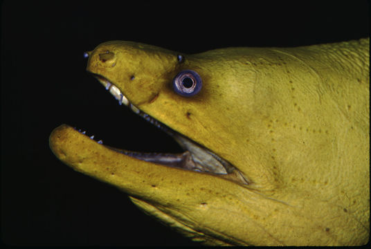 Image of Chestnut moray