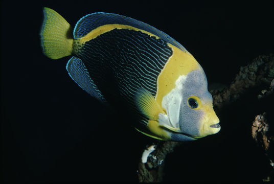 Image of Scribbled Angelfish