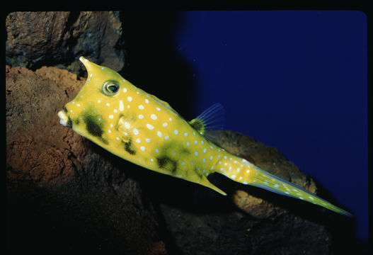 Image of Longhorn cowfish