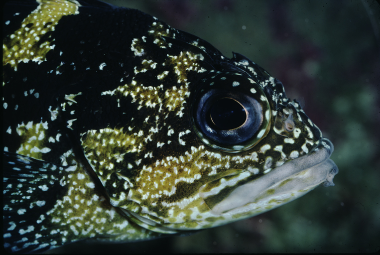 Image of China rockfish