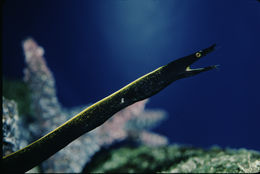 Image of Black Leafnosed Moray Eel