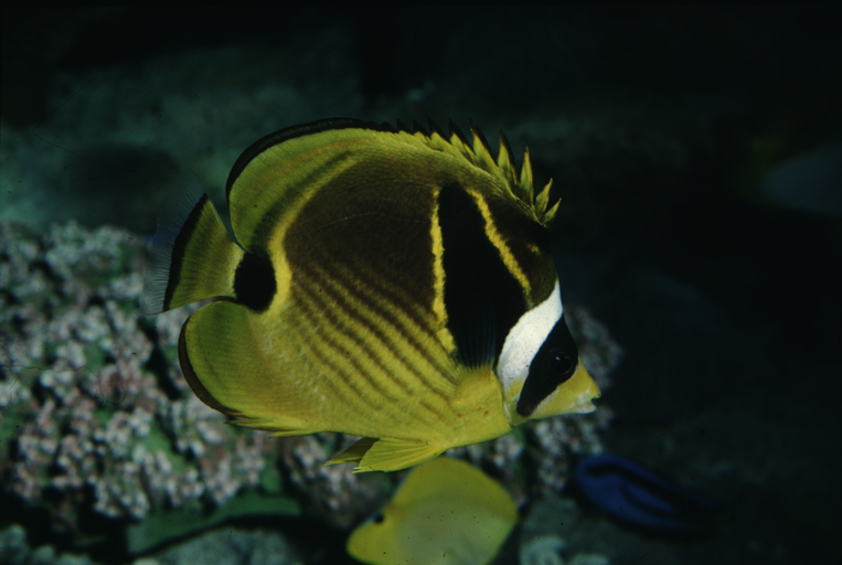 Image of Halfmoon Butterflyfish