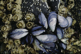 Image of California mussel