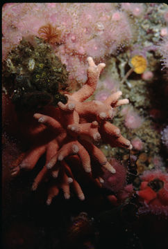 Image of California hydrocoral