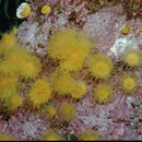 優美橡樹珊瑚的圖片