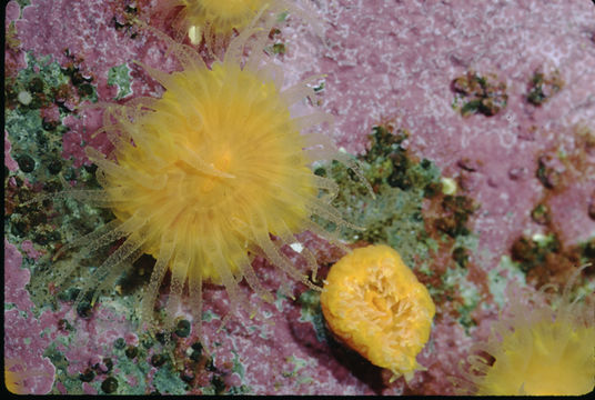 Image of Lowridge cactus coral