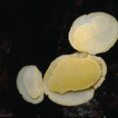 Image of <i>Anisodoris nobilis</i>