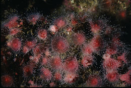 Image of Strawberry anemones