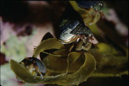Image of blueband hermit crab