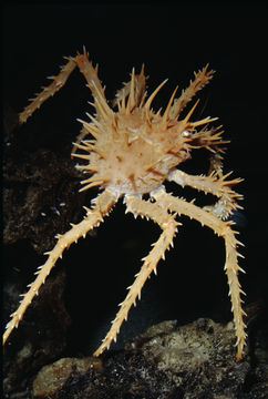 Image of Spiny King Crab