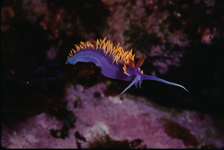 Image of <i>Flabellina iodinea</i>