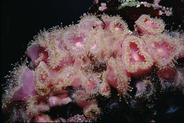 Image of Strawberry anemones