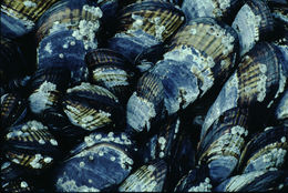 Image of California mussel