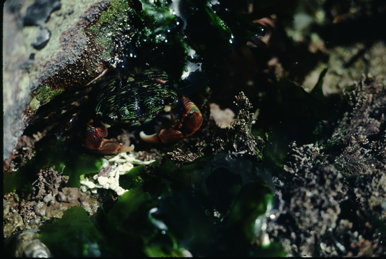 Image of striped shore crab