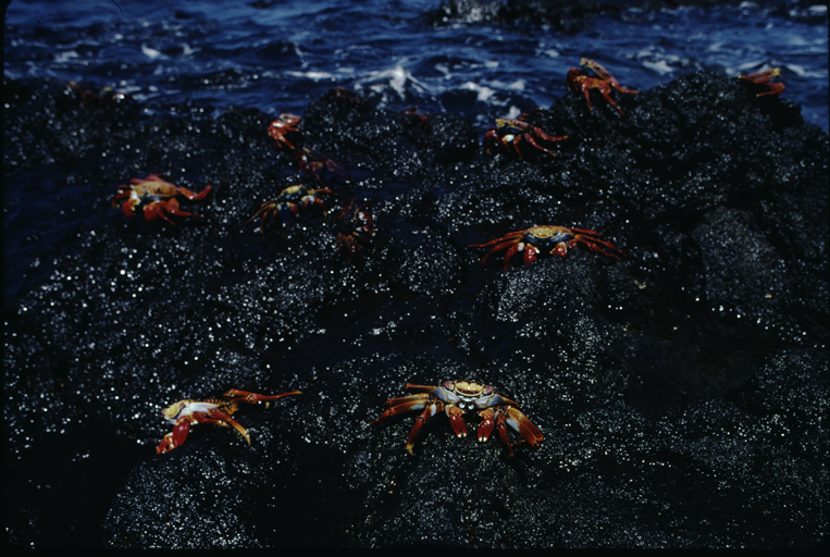 Image of Sally lightfoot crab