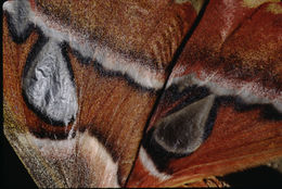 Image of atlas moth