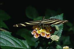 Image of Zebra Longwing