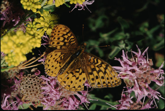 Image of Zerene Fritillary