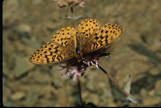 صورة Speyeria zerene Boisduval 1852