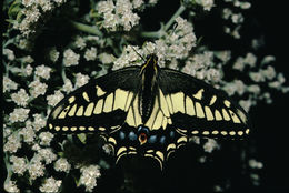 Sivun Papilio zelicaon Lucas 1852 kuva