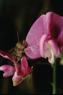 Image of short-horned grasshoppers