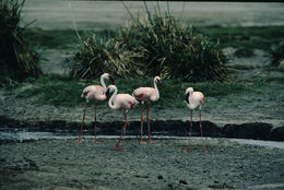 Image of Lesser Flamingo