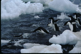 Image of Adelie Penguin