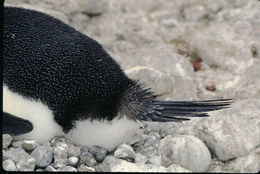 Image of Adelie Penguin