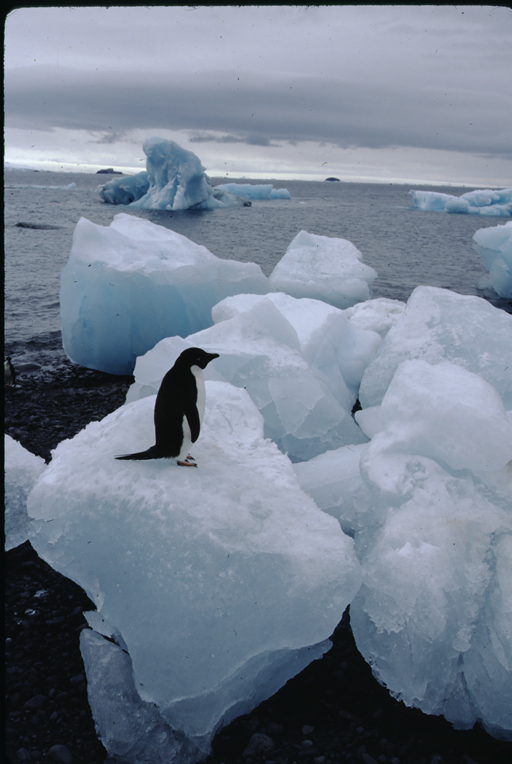 Image of Adelie Penguin