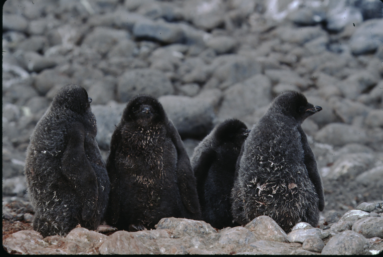 Image of Adelie Penguin