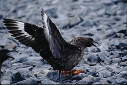 Stercorarius antarcticus lonnbergi (Mathews 1912) resmi