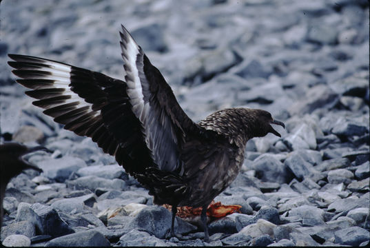 Image of Stercorarius antarcticus lonnbergi (Mathews 1912)