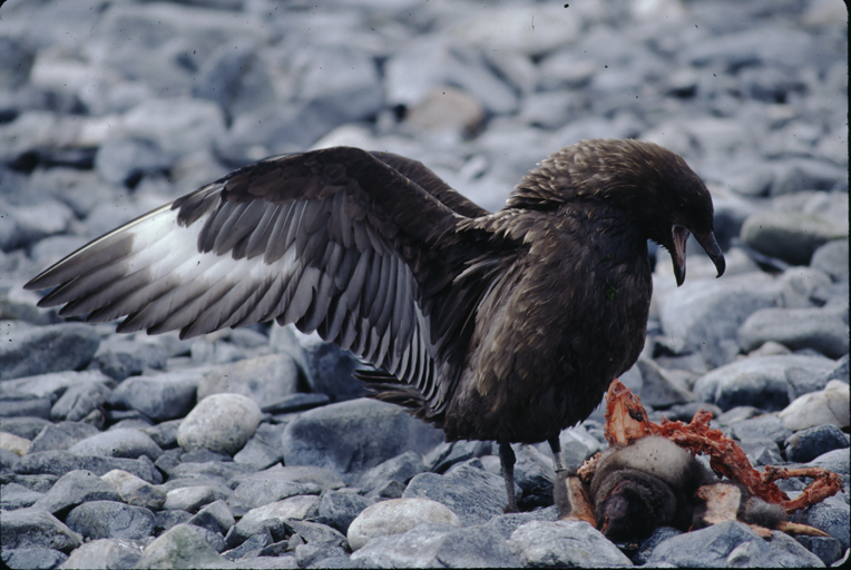 Plancia ëd Stercorarius antarcticus lonnbergi (Mathews 1912)