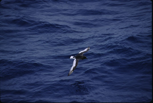 Image de Pétrel antarctique