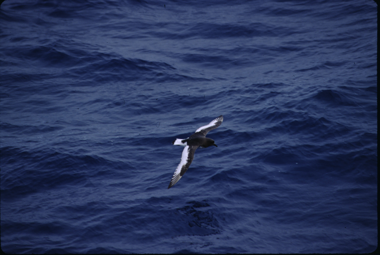 Image of Antarctic Petrel